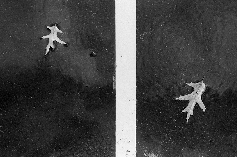 Two leaves on wet asphalt