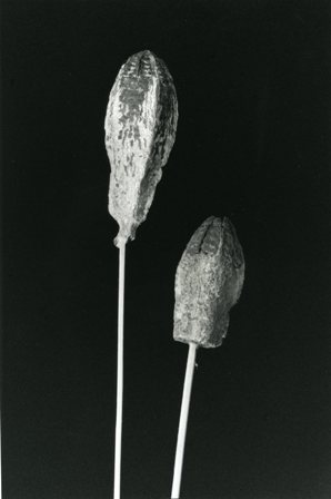 Two Pods