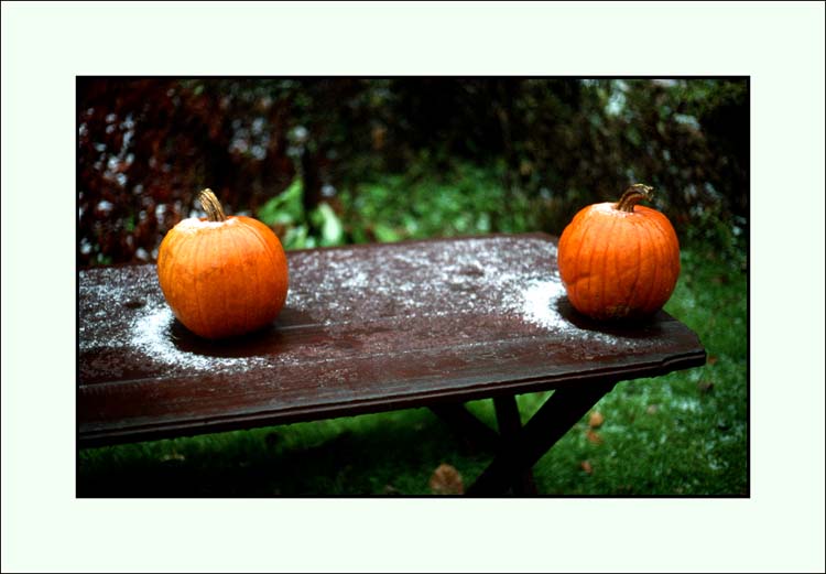Two Pumpkins and Snow