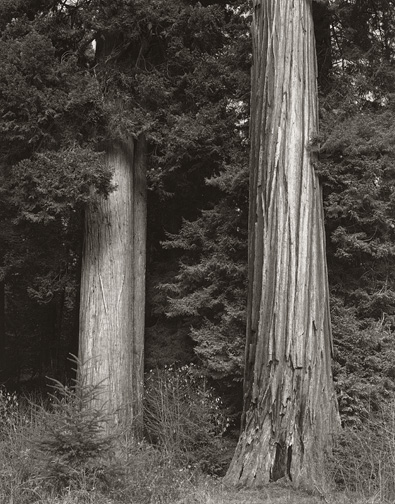 Two Redwoods, 2002