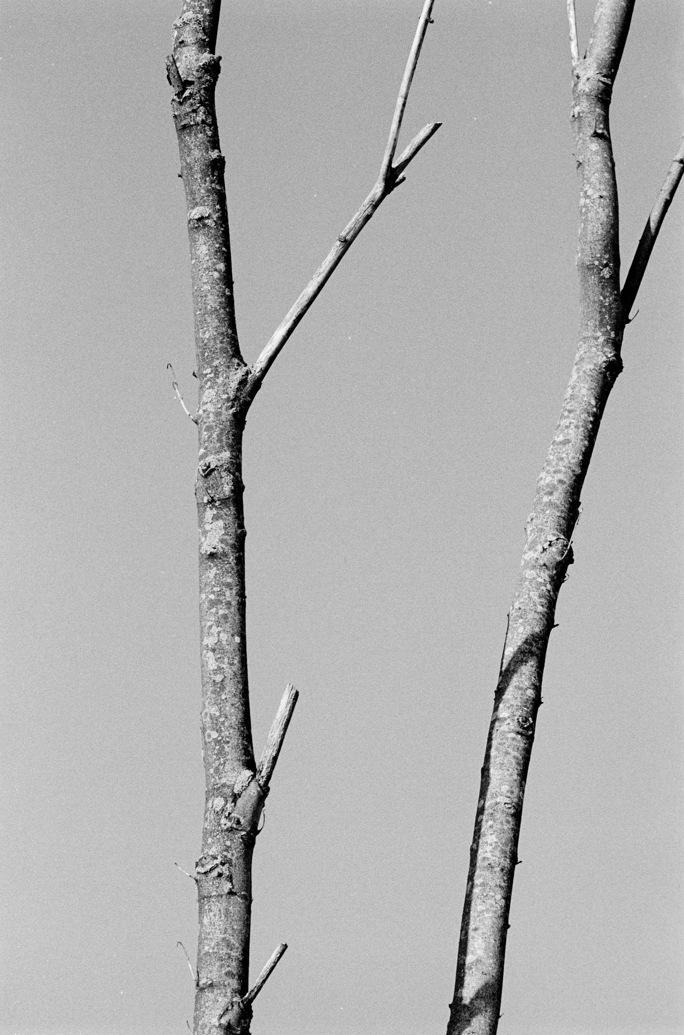 Two tree branches