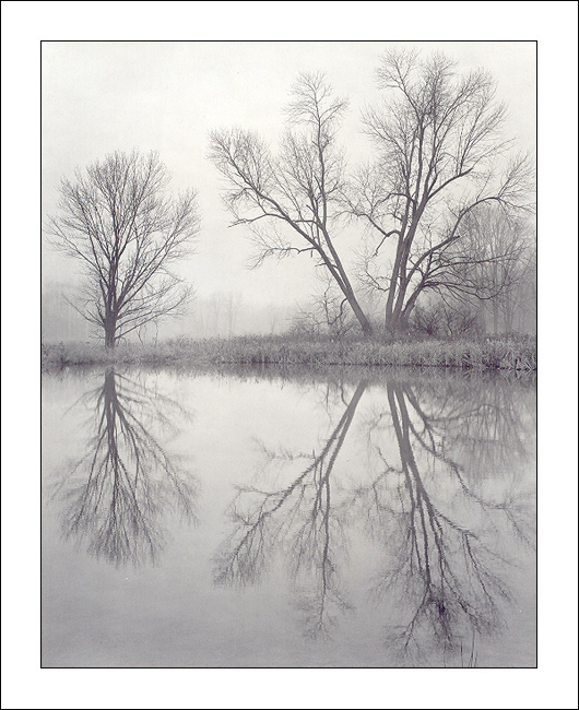 Two Trees in Fog