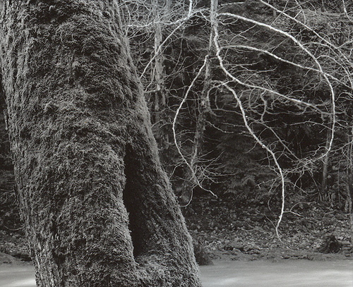 Two Trees, Slippery Rock Creek