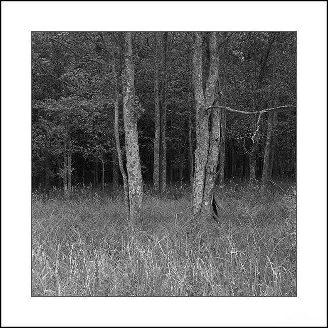 Two Trees
