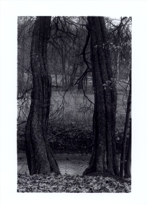 Two trees