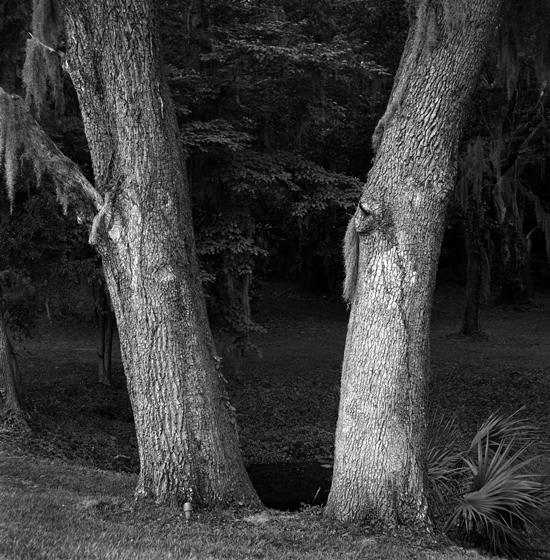 two trees