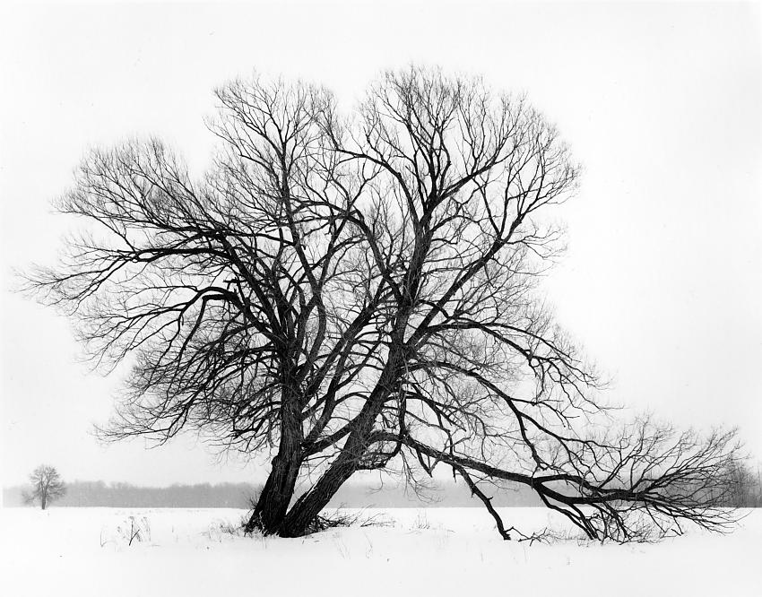 Two trees