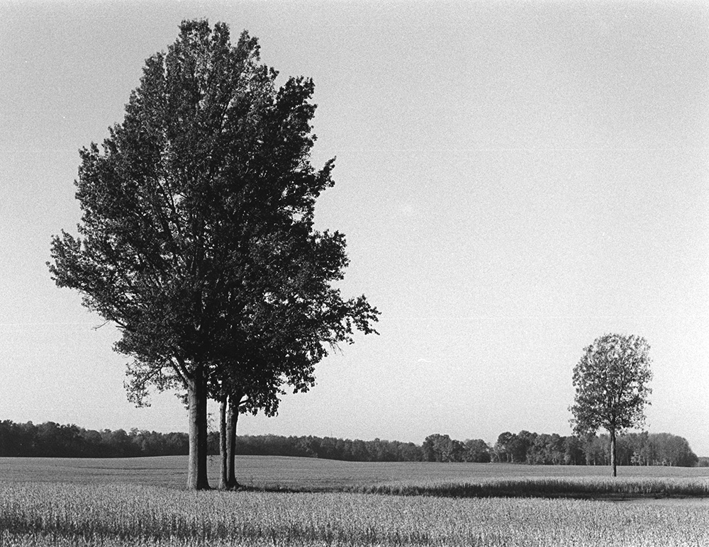 Two Trees