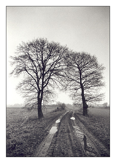 Two Trees