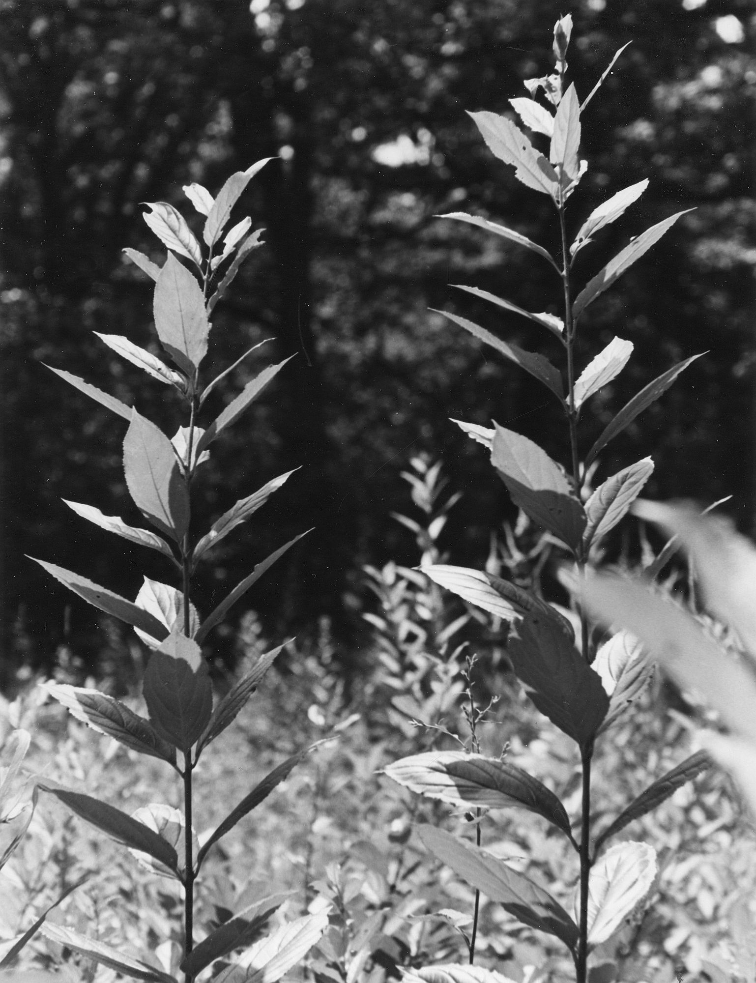 Two Weeds