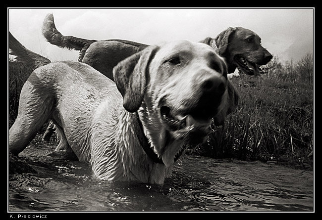 Two Wet Dogs
