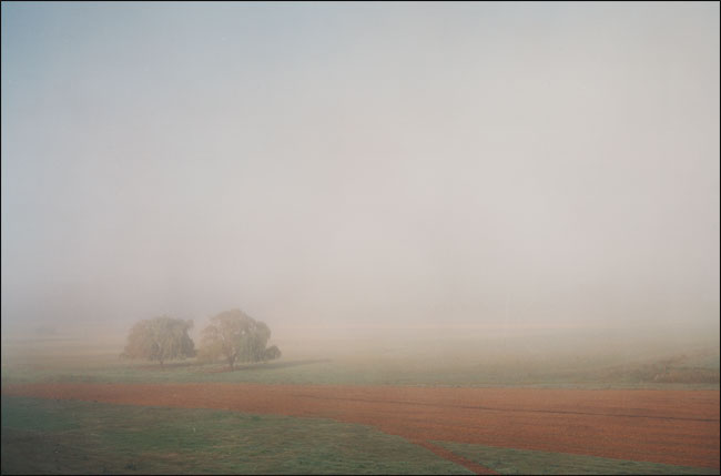 Two Willows in the fog.