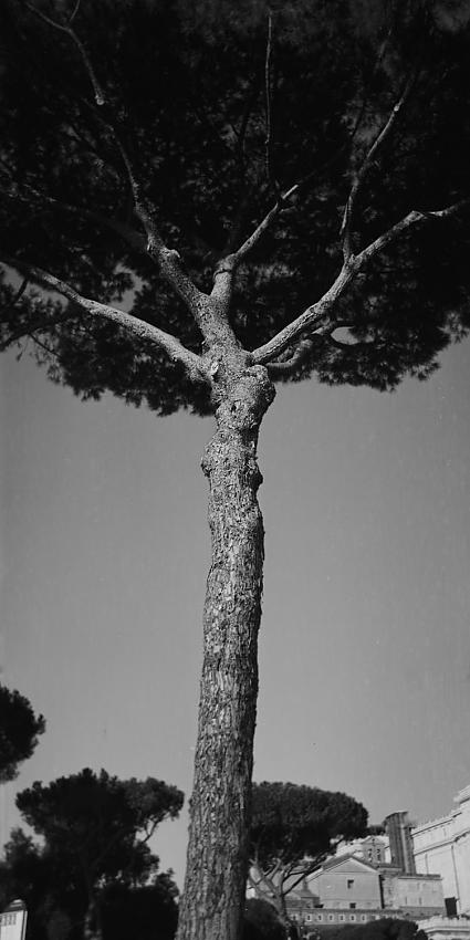 Umbrella Pine, Via Fori Imperiali, Rome