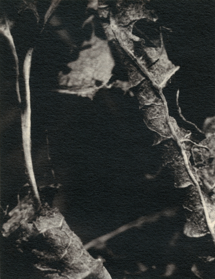 Under the Microscope 10x - image#46