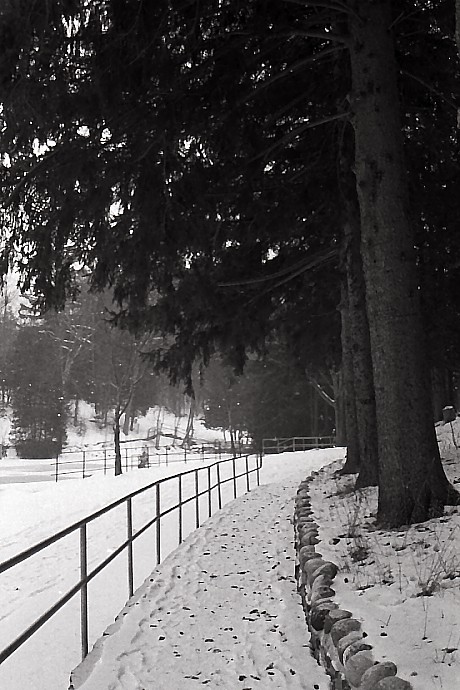 Under the Pines