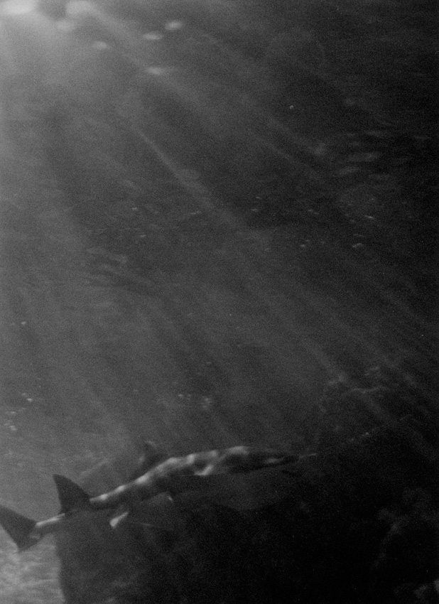 Underwater Sunlight