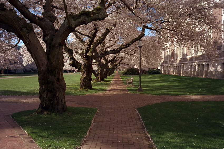 University Of Washington Quad, Spring 2010