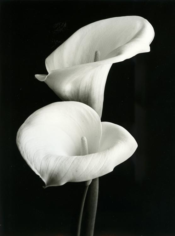 Untitled 1