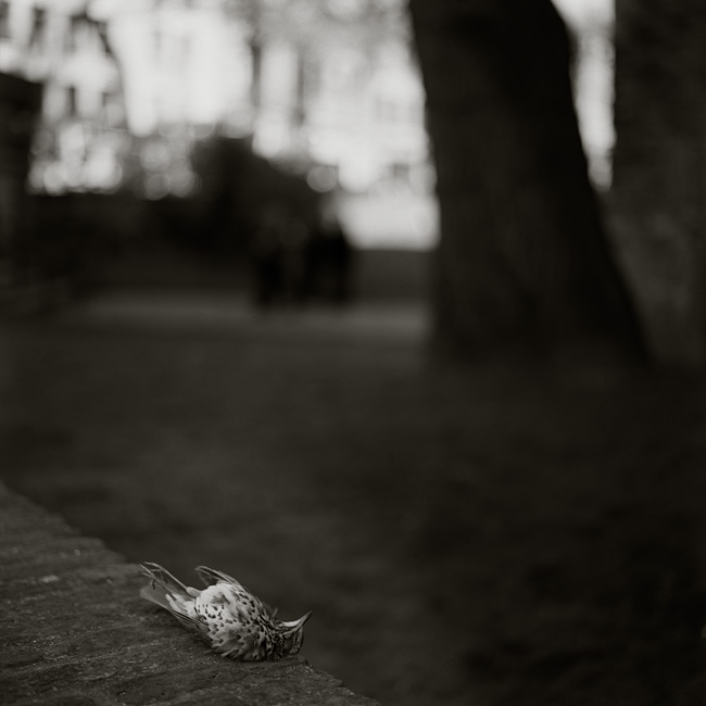 Untitled (dead bird)
