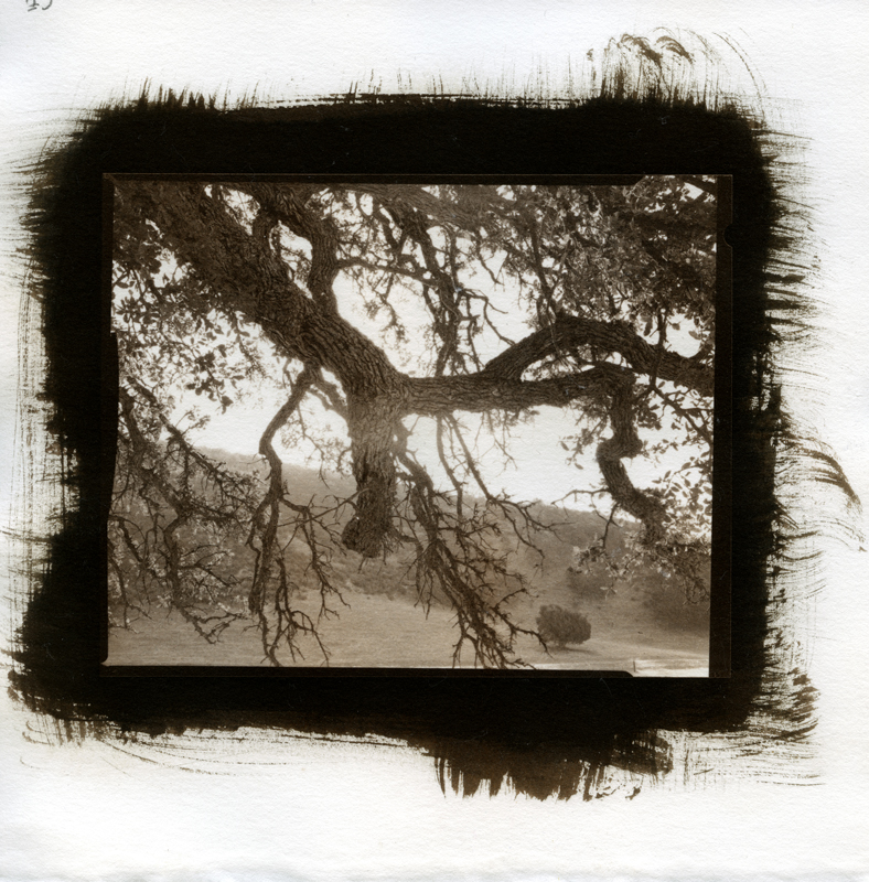 Untitled Tree