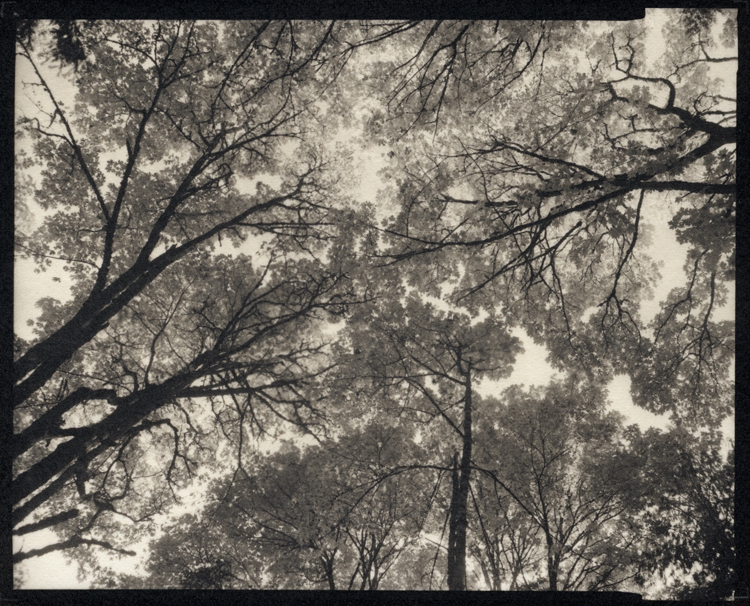 UP..... Big Leaf Maples