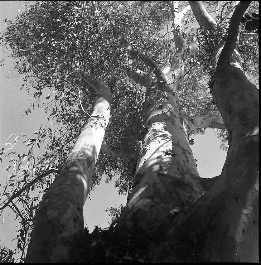 Up Tree