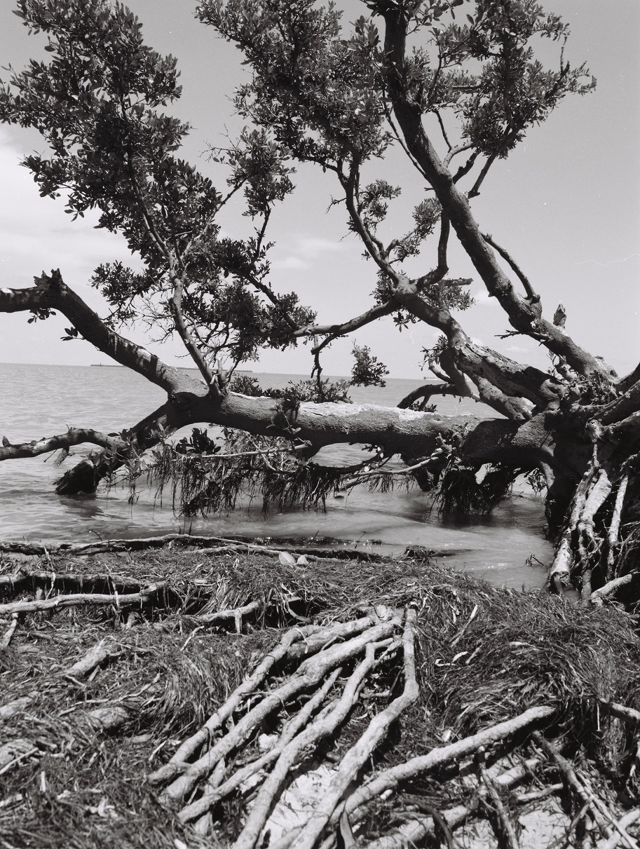 Uprooted 1995