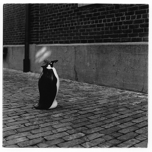 Urban Penguin