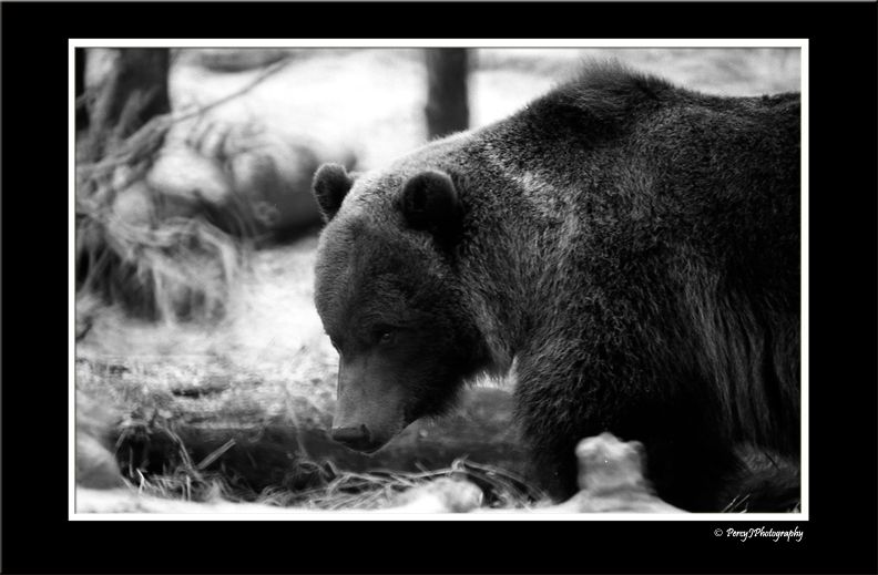 Ursus arctos horribilis