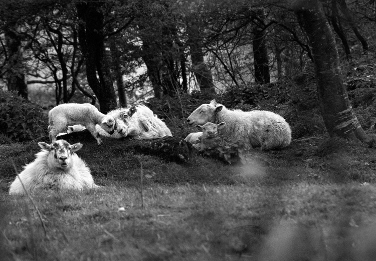 Usual family afternoon siesta;)