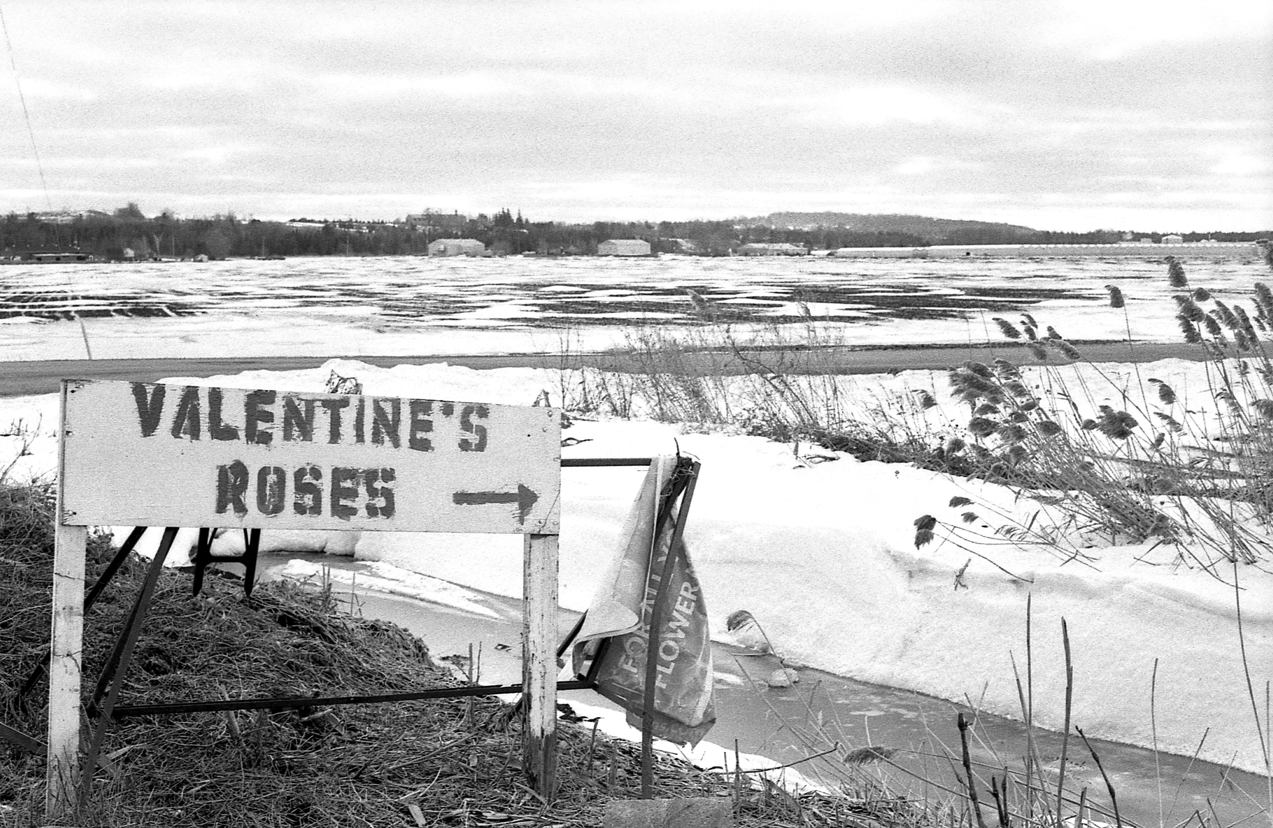 Valentine's Roses