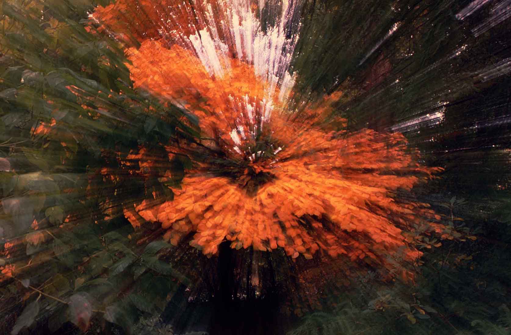 Van Dusen-Autumn-31.jpg