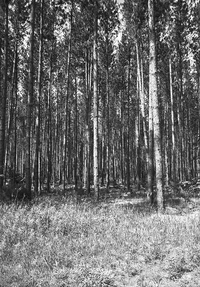 Van Pines 1