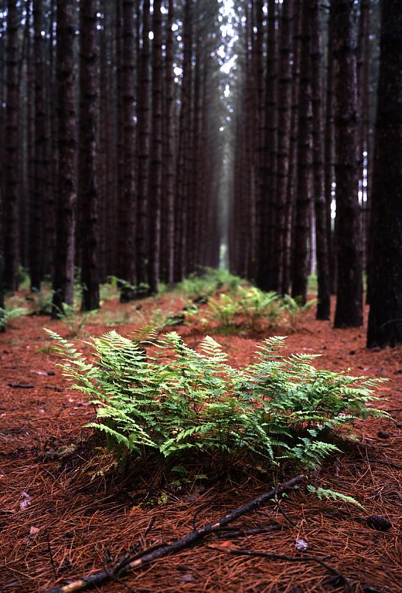 Van Rd fern color