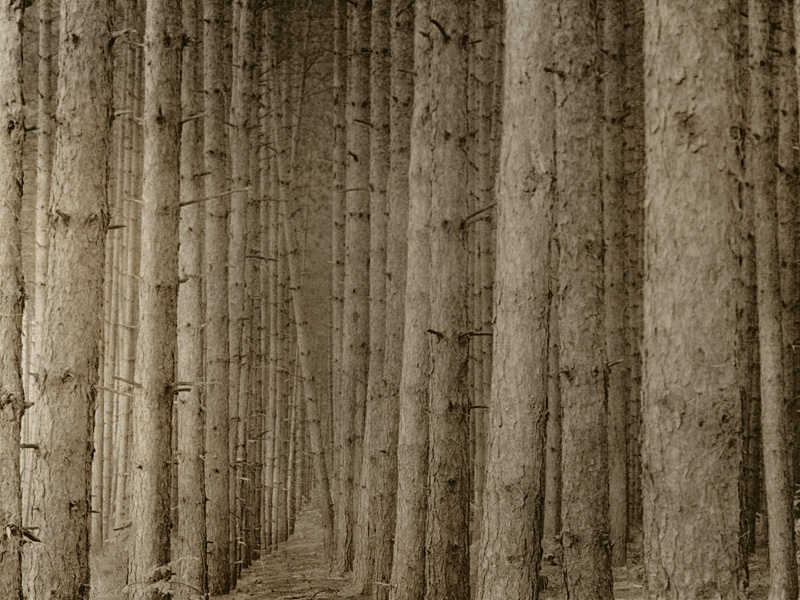 Van Road Pines 3