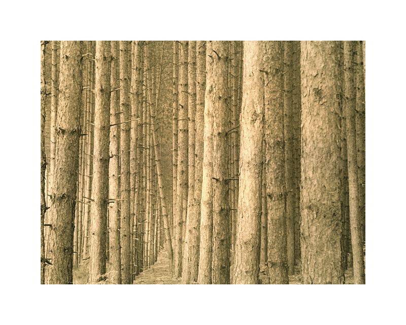 Van Road Pines - Fomatone