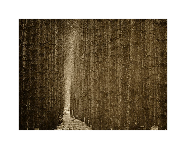 Van Road Pines Four