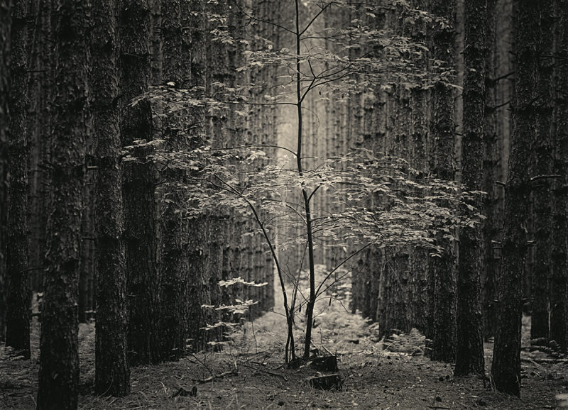 Van Road Pines [print]
