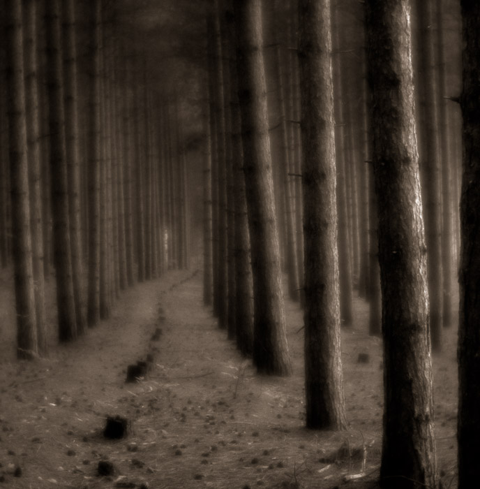 Van Road Pines