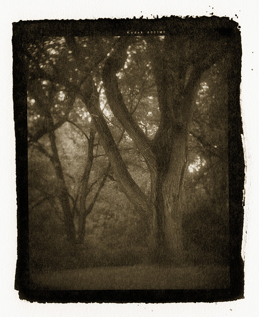 Vandyke Brown print