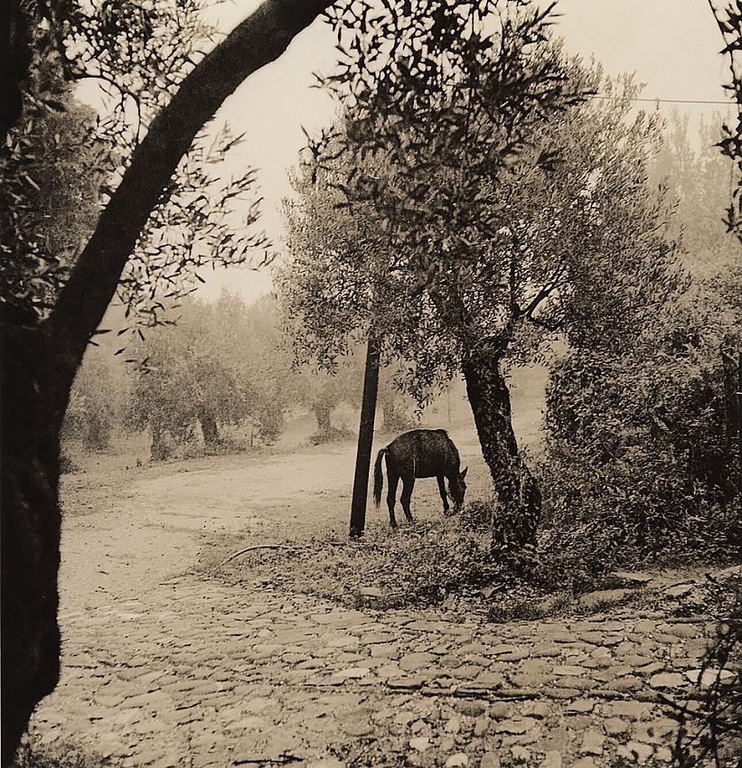 Vanishing breed