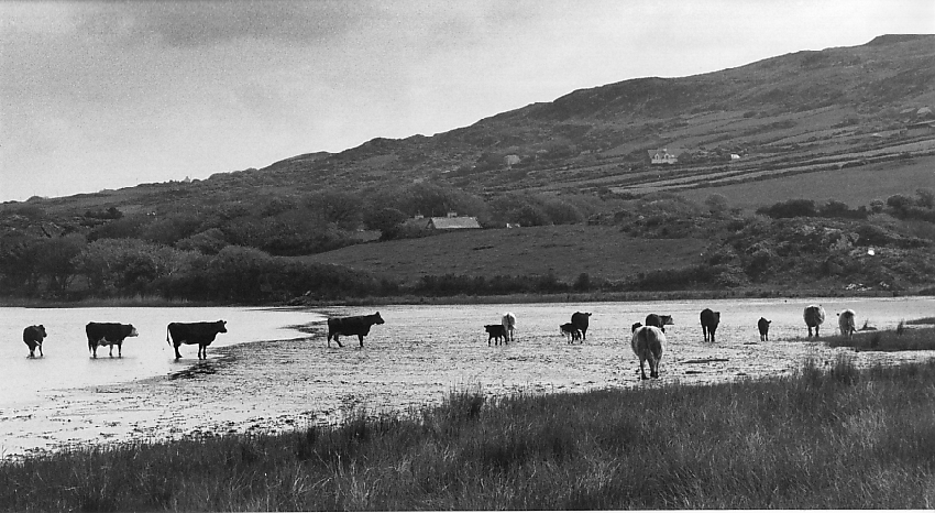 Various from around Ireland