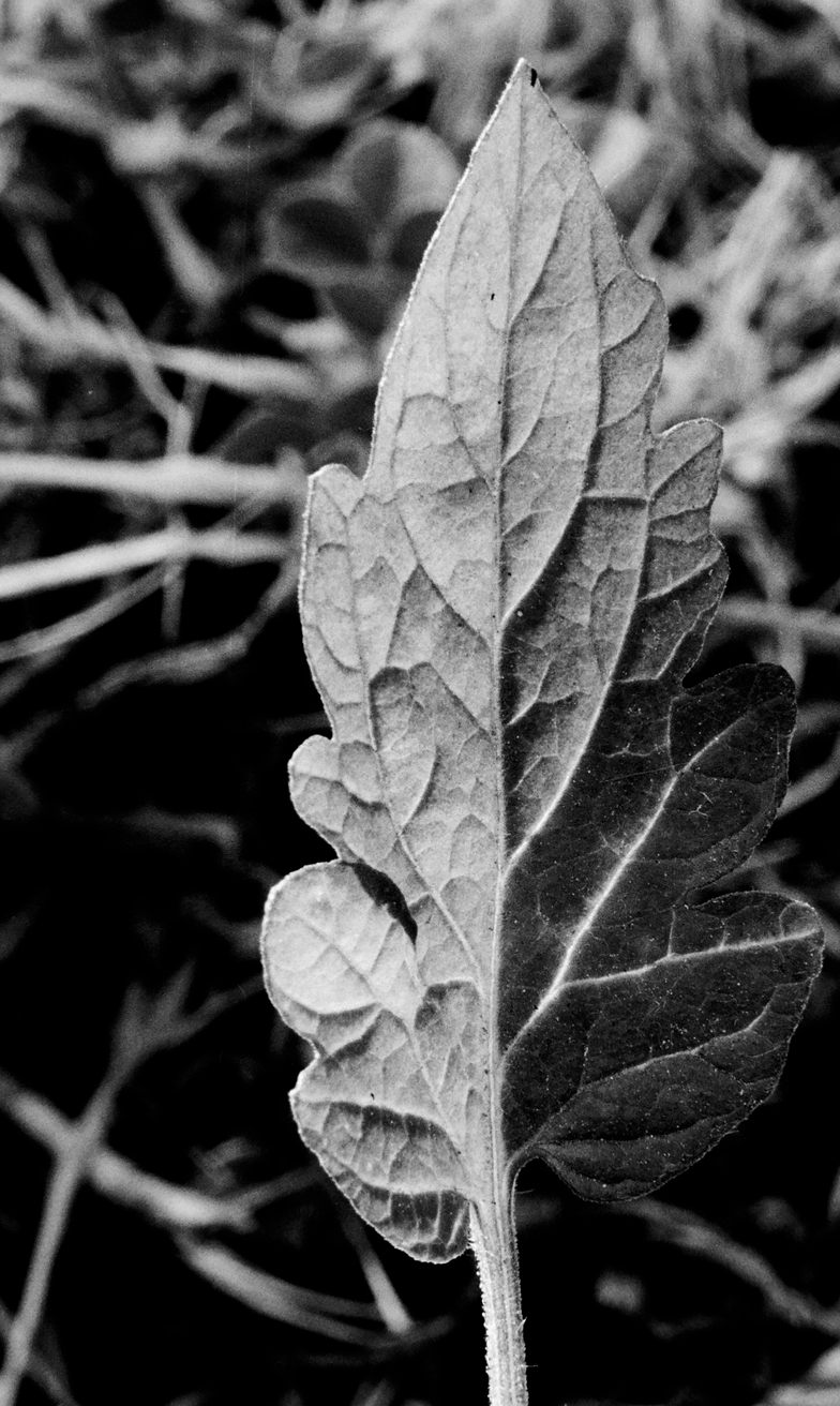 Veins