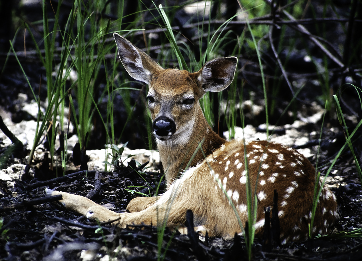 Velvia-Bambi