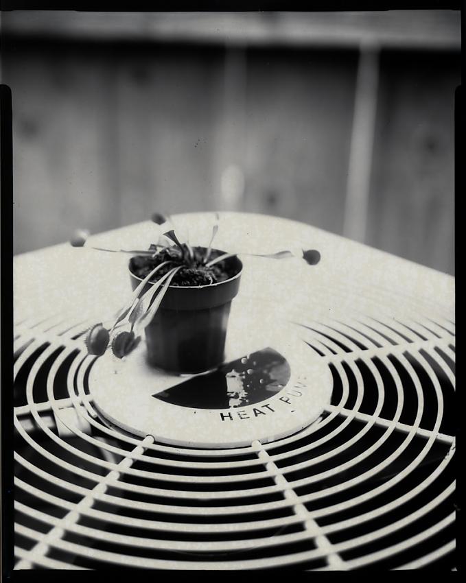 Venus Flytrap