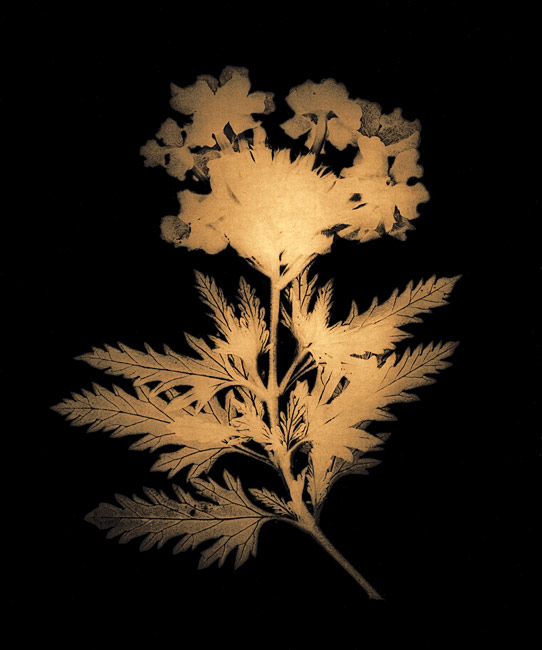Verbena  #2