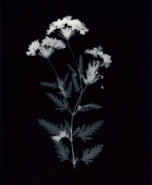 Verbena in the Mood