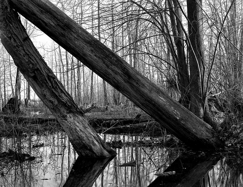 Vernal Pond 4