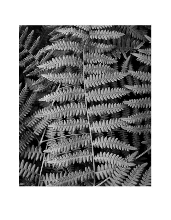 Verticle Fern. Beaverton, Oregon