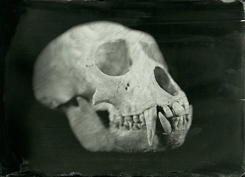 Vervet Monkey Skull